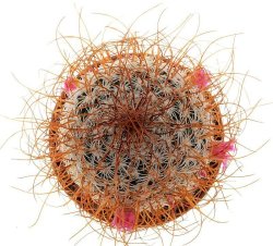 MAMMILLARIA huitzilopochtli var. niduliformis, illustrative photo