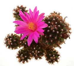 MAMMILLARIA deherdtiana dark form ex Koehres, illustrative photo