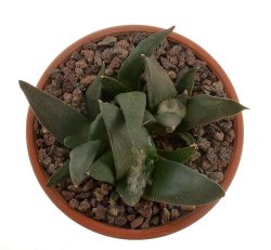 ARIOCARPUS confusus PP 420, Aramberi ex Pavlík, illustrative photo