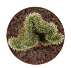 EUPHORBIA susannae f. cristate variegate ex Cok, illustrative photo