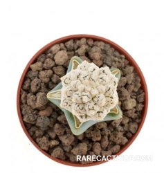 ASTROPHYTUM asterias cv. Turtle, illustrative photo