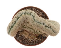 MAMMILLARIA sanchez-mejoradae f. crest, illustrative photo