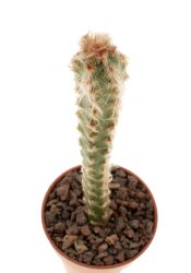 CIPOCEREUS crassisepalus, illustrative photo