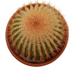 UEBELMANNIA pectinifera aff. f. nova, illustrative photo