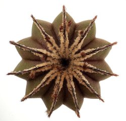 UEBELMANNIA pectinifera, illustrative photo