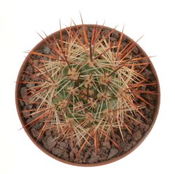 AUSTROCACTUS bertinii PHA 2147, illustrative photo