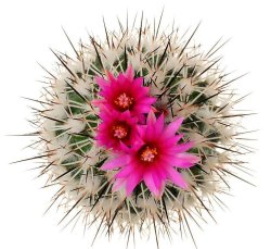 TURBINICARPUS viereckii ssp. reconditus, illustrative photo