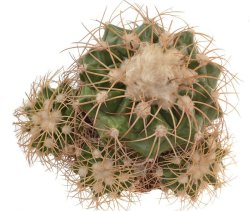 DISCOCACTUS bahiensis var. gracilis MH 637, illustrative photo