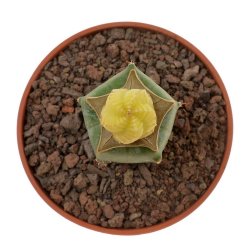 AZTEKIUM valdezii f. aurea spiralis GCG 10893, illustrative photo