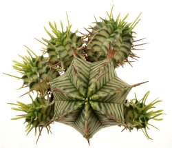 EUPHORBIA meloformis f. variegata, illustrative photo