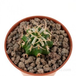 EUPHORBIA columnaris, illustrative photo