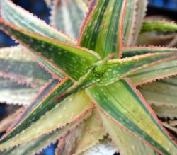 ALOE cv. Christmas Carol f. variegata, illustrative photo