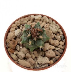 TURBINICARPUS swobodae, illustrative photo