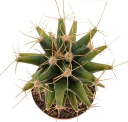 FEROBERGIA spec., illustrative photo