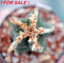 AZTEKIUM valdezii GCG 10893, clone C, own roots, 5,5 cm pot, rooted offset