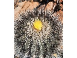 COPIAPOA  x C. scopulina GCG 15036, copyright Gerardo Snicer