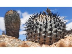 Copiapoa columna-alba, copyright Gerardo Snicer 
