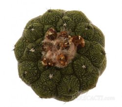 COPIAPOA hypogea cv. Lizard skin, illustrative photo