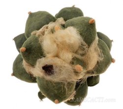 ARIOCARPUS furfuraceus cv. Zonge Batan, illustrative photo
