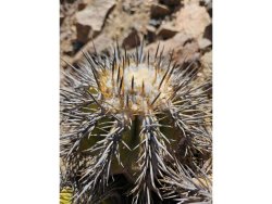 COPIAPOA echinoides f. aureo - armata GCG 16868, copyright Gerardo, illustrative photo