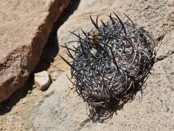 COPIAPOA griseoviolacea GCG 15033, copyright Gerardo, illustrative photo