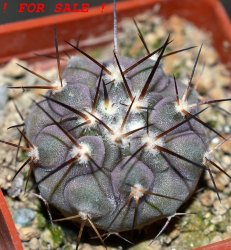 COPIAPOA columna - alba GCG 15015, L35 entronque 2., 5 cm pot, SEEDLING