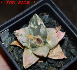 ARIOCARPUS retusus x fissuratus f. varigata F2 ex Pavlík, 7 cm pot, SEEDLING