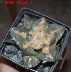 ARIOCARPUS retusus x fissuratus  F2 ex Pavlík, 7 cm pot, SEEDLING