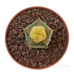 AZTEKIUM valdezii f. aurea GCG 10893, illustrative photo