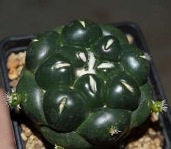 CORYPHANTHA elephantides cv. Tanshi Zougemaru f. inermis, illustrative photo