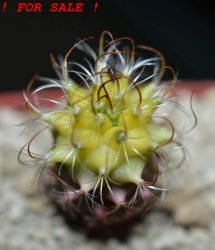 TURBINICARPUS graminispinus f. variegata GCG 12654b ex Gerardo, 4 cm pot, SEEDLING