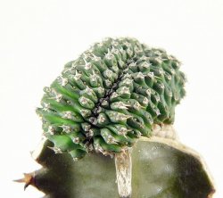 EUPHORBIA phillipsioides f. cristata