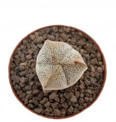 ASTROPHYTUM myriostigma cv. ONZUKO f. tricostata