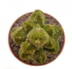 PSEUDOLITHOS caput-viperae