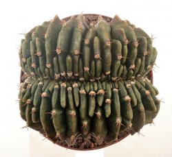 GYMNOCALYCIUM mihanovichii f. cristata