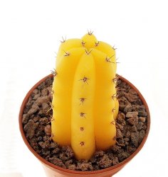 TRICHOCEREUS pachanoi f. variegate