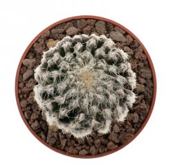 DISCOCACTUS horstii 