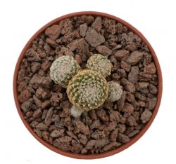 COPIAPOA laui