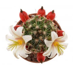 MAMMILLARIA blossfeldiana