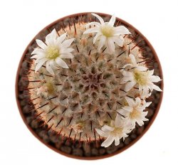 MAMMILLARIA perezdelarosae ssp. andersoniana  