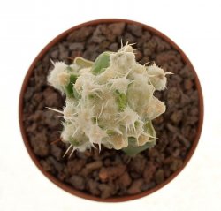 LEUCHTENBERGIA principis f. monstrosa