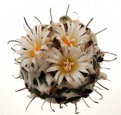 TURBINICARPUS jauernigii