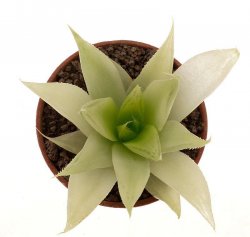 HAWORTHIA cv. Luteorosae f. variegate