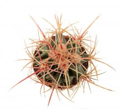 ECHINOCACTUS xeranthemoides SB475, clone 13