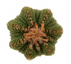 AZTEKIUM ritteri