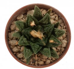 ARIOCARPUS fissuratus var. hintonii VM 284, 4cm , SEEDLING 