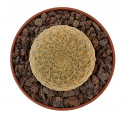 EUPHORBIA piscidermis, 2,7 cm, rooted offset