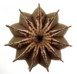 UEBELMANNIA pectinifera