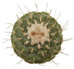 STROMBOCACTUS disciformis 