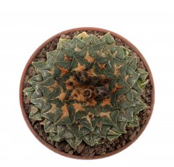 ARIOCARPUS kotschoubeyanus var. albiflorus